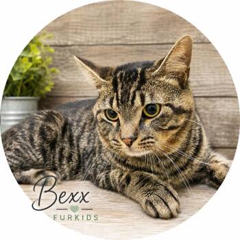 Bexx -  Domestic Short Hair Cat for Adoption in Cumming, Georgia - Bexx | PetCurious