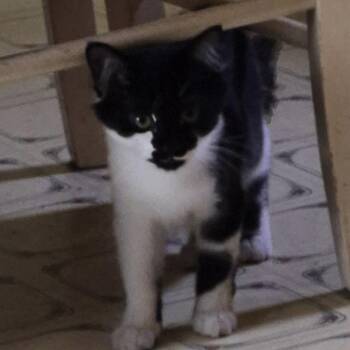 Charlie -  Domestic Medium Hair Cat for Adoption in Oriental, North Carolina - Charlie | PetCurious