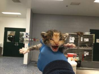 PECAN -  Domestic Short Hair Cat for Adoption in Thousand Palms, California - PECAN | PetCurious