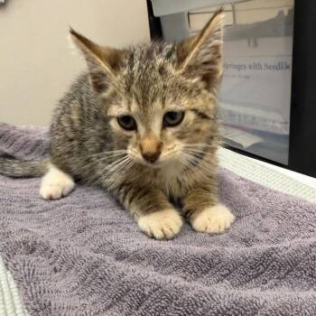 Domestic Short Hair Cats Available for Adoption in Morganton, North Carolina - Daiquiri | PetCurious