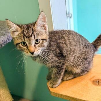 Beau -  Domestic Short Hair Cat for Adoption in Falls Church, Virginia - Beau | PetCurious