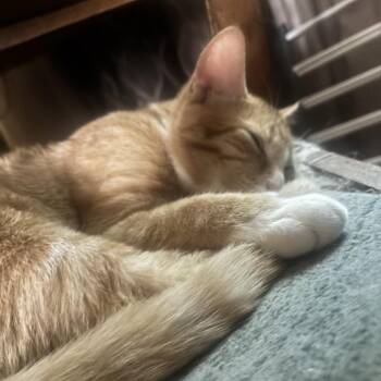 Anakin -  Domestic Short Hair Cat for Adoption in Calimesa, California - Anakin | PetCurious