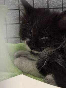 EMMY -  Domestic Long Hair Cat for Adoption in Las Vegas, Nevada - EMMY | PetCurious