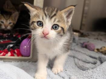 STEVE AUSTIN -  Domestic Short Hair Cat for Adoption in Kent, Washington - STEVE AUSTIN | PetCurious