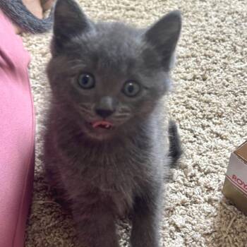 Tamagotchi -  Domestic Short Hair Cat for Adoption in Buffalo, Minnesota - Tamagotchi | PetCurious