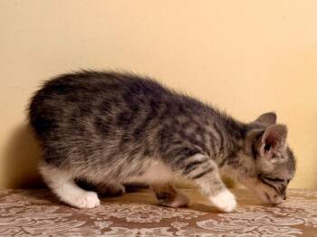 Domestic Short Hair Cats Available for Adoption in New York, New York - Mercy | PetCurious