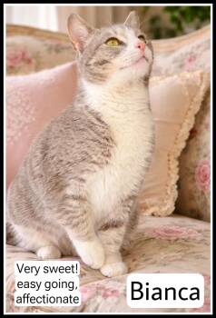 Domestic Short Hair Cats Available for Adoption - Bianca (FCID#02/27/2026 - 135) Willow Grove | PetCurious