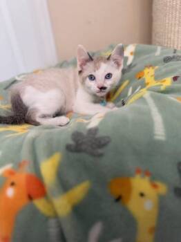 Domestic Short Hair Cats Available for Adoption - SHAMROCK | PetCurious