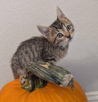 Rosemary -  Domestic Short Hair Cat for Adoption in Oakland, California - Rosemary | PetCurious