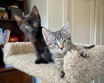 Domestic Short Hair Cats Available for Adoption - Bobby | PetCurious