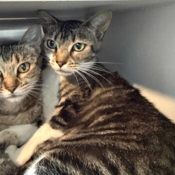 Penelope -  Domestic Short Hair Cat for Adoption in Cedaredge, Colorado - Penelope | PetCurious