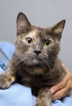 Rory (AO37522) -  Dilute Tortoiseshell Cat for Adoption in Kansas City, Kansas - Rory (AO37522) | PetCurious