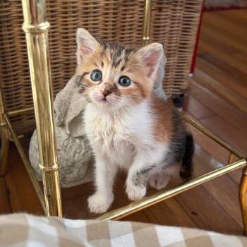 Domestic Short Hair Cats Available for Adoption - Sorbet 1 | PetCurious