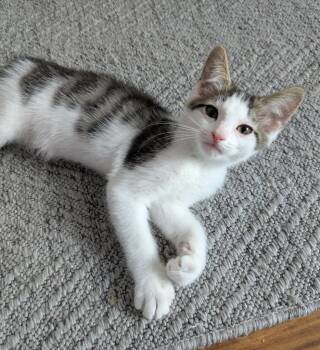 Tobias26 -  Domestic Short Hair Cat for Adoption in Youngsville, North Carolina - Tobias26 | PetCurious
