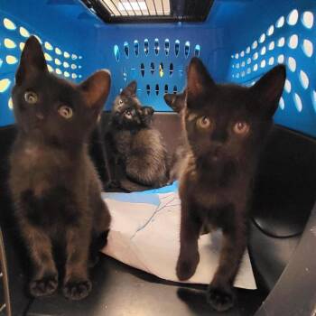 Sand Castle -  Domestic Short Hair Cat for Adoption in New York, New York - Sand Castle | PetCurious