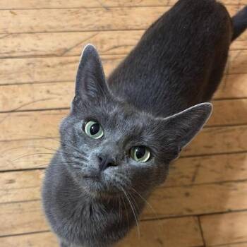 Domestic Short Hair and Russian Blue Cats Available for Adoption - Marsali | PetCurious