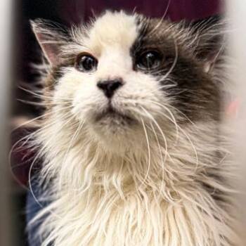Ragdoll and Domestic Short Hair Cats Available for Adoption - Sparrow | PetCurious
