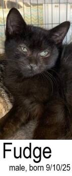 Rescue Domestic Short Hair Cats for Adoption in Ocean Isle Beach, North Carolina - Fudge | PetCurious