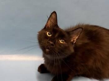 Nixie Knox -  Domestic Medium Hair and Domestic Short Hair Cat for Adoption in Golden Valley, Minnesota - Nixie Knox | PetCurious