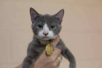 Aspen -  Domestic Short Hair Cat for Adoption in Mountain Home, Arkansas - Aspen | PetCurious