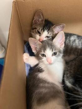 Biscuit -  Domestic Short Hair Cat for Adoption in Honolulu, Hawaii - Biscuit | PetCurious
