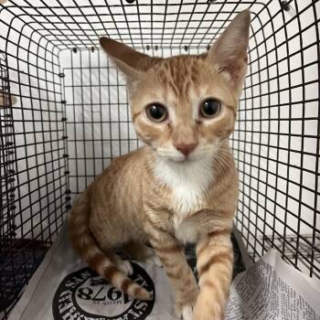 Clementine -  Domestic Short Hair Cat for Adoption in Edinburg, Texas - Clementine | PetCurious