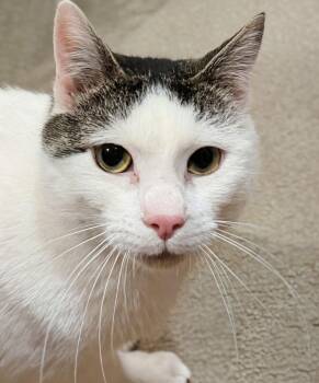Domestic Short Hair Cats Available for Adoption - Volta | PetCurious