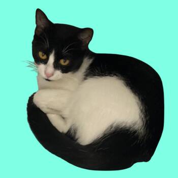 Cookie -  Domestic Short Hair Cat for Adoption in Blue Ridge, Georgia - Cookie | PetCurious
