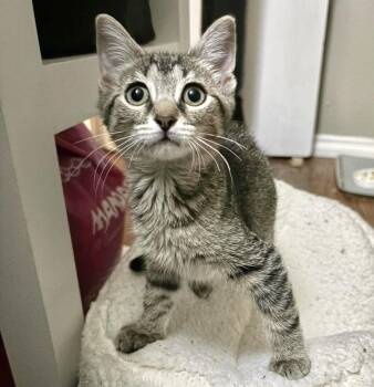 Joy -  Tabby and Domestic Short Hair Cat for Adoption in Vaughan, Ontario - Joy | PetCurious