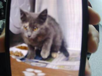 A1265786 -  Domestic Short Hair Cat for Adoption in Charlotte, North Carolina - A1265786 | PetCurious