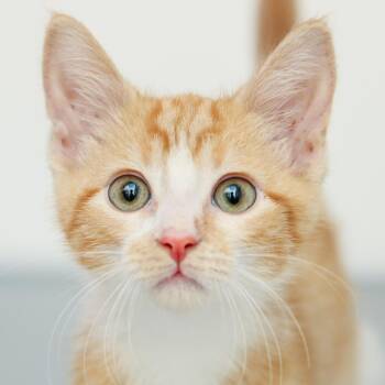 Twinkie -  Domestic Short Hair Cat for Adoption in Hattiesburg, Mississippi - Twinkie | PetCurious