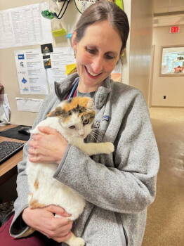 Rescue Domestic Short Hair Cats for Adoption in Holland, Michigan - Lovebug | PetCurious