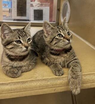 EVIE & MILLIE -  Tabby Cat for Adoption in Waldorf, Maryland - EVIE & MILLIE | PetCurious