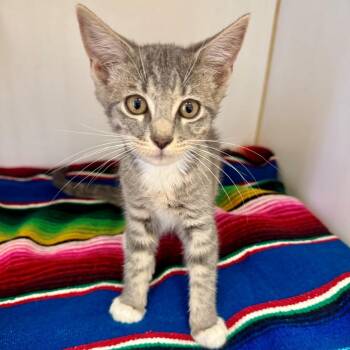 Cheeto -  Domestic Short Hair Cat for Adoption in Long Beach, California - Cheeto | PetCurious