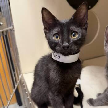 Tuna 54036 -  Domestic Short Hair Cat for Adoption in Las Vegas, Nevada - Tuna 54036 | PetCurious