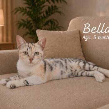 Bella G -  Calico Cat for Adoption in Brampton, Ontario - Bella G | PetCurious