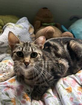 Eliza/Liza -  Domestic Short Hair Cat for Adoption in Reno, Nevada - Eliza/Liza | PetCurious