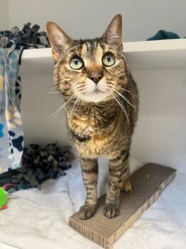 Lily (ID 51960) -  Domestic Short Hair Cat for Adoption in Manassas, Virginia - Lily (ID 51960) | PetCurious