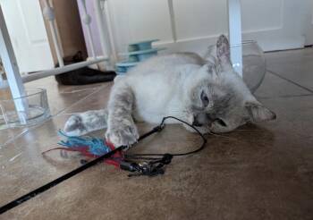 Zoe Madrain -  Domestic Short Hair and Siamese Cat for Adoption in Chandler, Arizona - Zoe Madrain | PetCurious