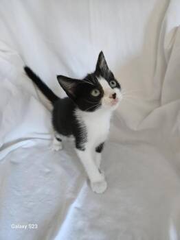 Domestic Short Hair Cats Available for Adoption in Liverpool, Texas - Marie | PetCurious