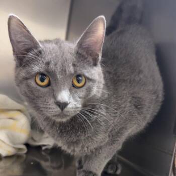 Rain -  Domestic Short Hair Cat Available for Adoption in Blair, Wisconsin - Rain | PetCurious