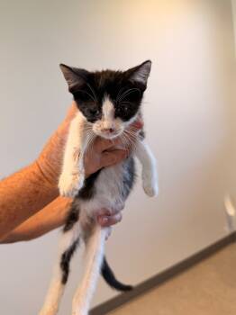 Rescue Domestic Short Hair Cats for Adoption in Bossier City, Louisiana - Fernando | PetCurious