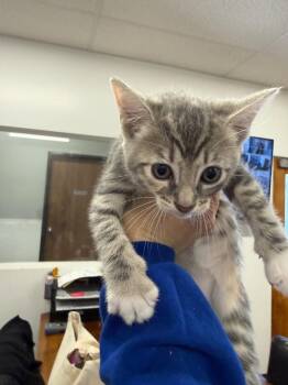 Scoobert -  Domestic Short Hair Cat for Adoption in Thousand Oaks, California - Scoobert | PetCurious