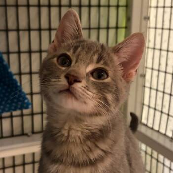 Domestic Short Hair Cats Available for Adoption - Octopus | PetCurious