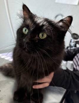 Abyss -  Domestic Long Hair and Domestic Short Hair Cat for Adoption in Lafayette, Indiana - Abyss | PetCurious