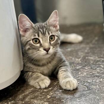 Wasabi -  Domestic Short Hair Cat for Adoption in Blackfoot, Idaho - Wasabi | PetCurious