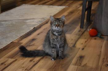 Sadie -  Domestic Medium Hair Cat for Adoption in Brockport, New York - Sadie | PetCurious