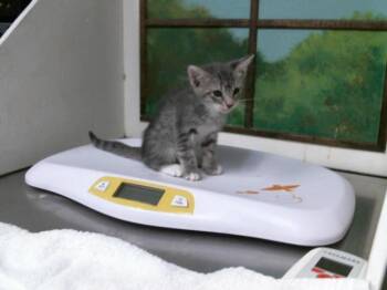 BELICE -  Domestic Short Hair Cat for Adoption in Houston, Texas - BELICE | PetCurious