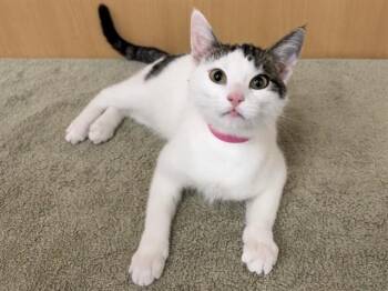 Domestic Short Hair Cats Available for Adoption - BUBBLES | PetCurious
