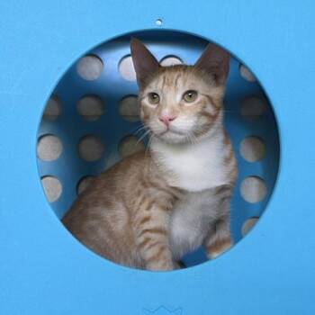 Grog -  Domestic Short Hair Cat for Adoption in Honolulu, Hawaii - Grog | PetCurious